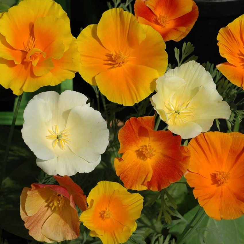 Kaliforniavalmue i gruppen Frø / Ettårige blomster hos Impecta Fröhandel (28360)