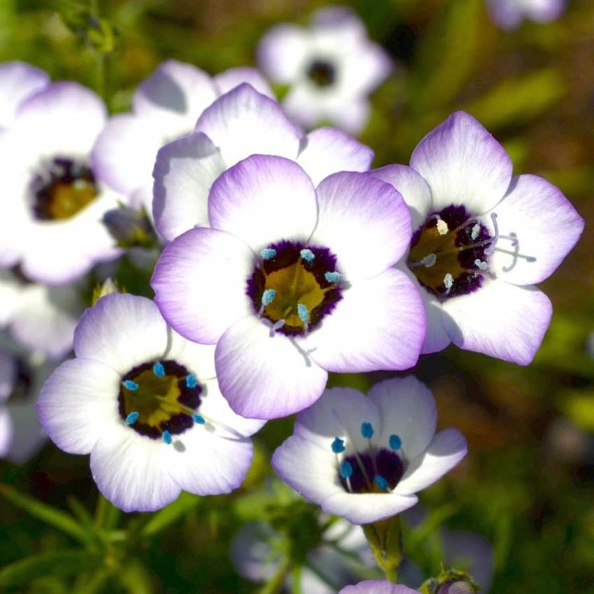 Spraglegilia i gruppen Frø / Ettårige blomster hos Impecta Fröhandel (28375)