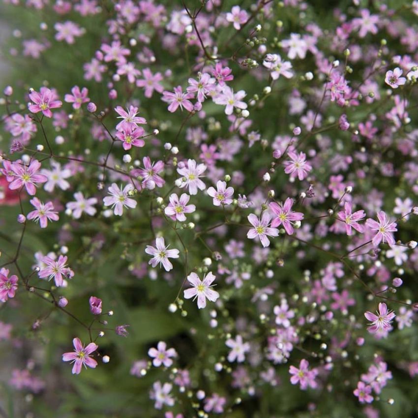 Brudeslør 'Rosea' i gruppen Frø / Ettårige blomster hos Impecta Fröhandel (28401)