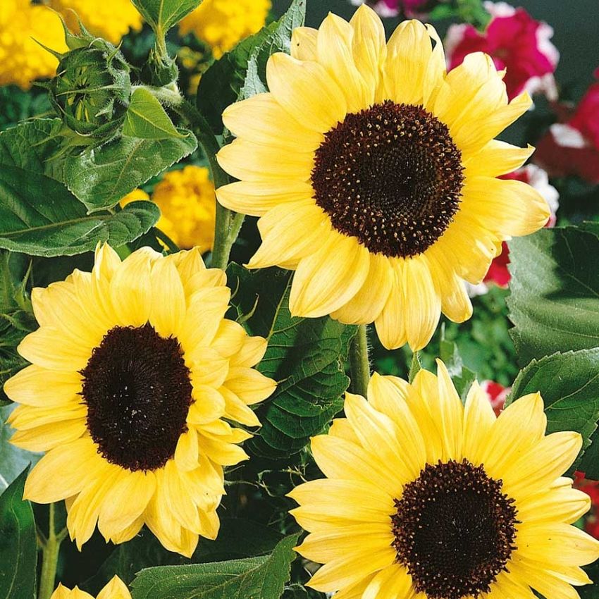 Solsikke 'Valentine' i gruppen Frø / Ettårige blomster hos Impecta Fröhandel (28410)