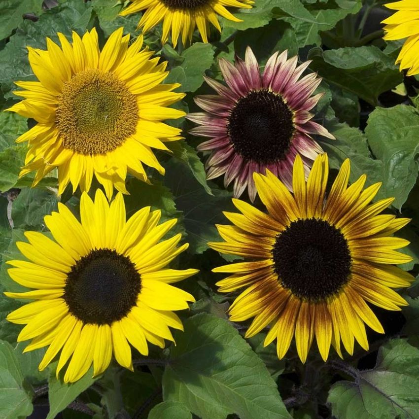 Liten solsikke 'Paquito Mixture' i gruppen Frø / Ettårige blomster hos Impecta Fröhandel (28412)