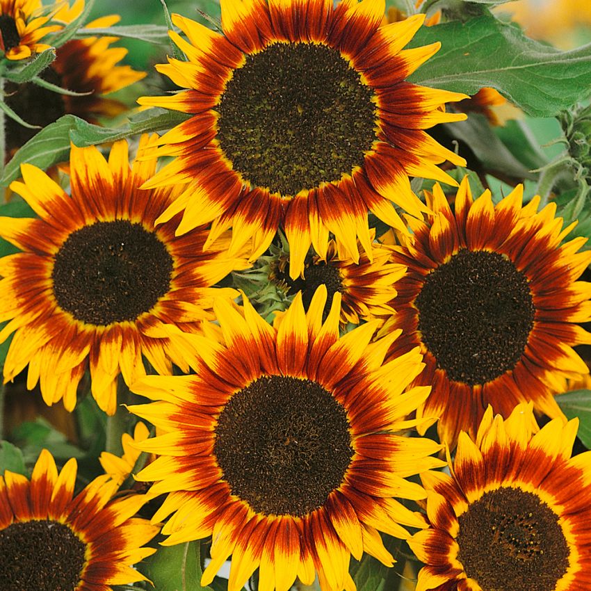 Solsikke 'Ring Of Fire' i gruppen Frø / Ettårige blomster hos Impecta Fröhandel (28413)