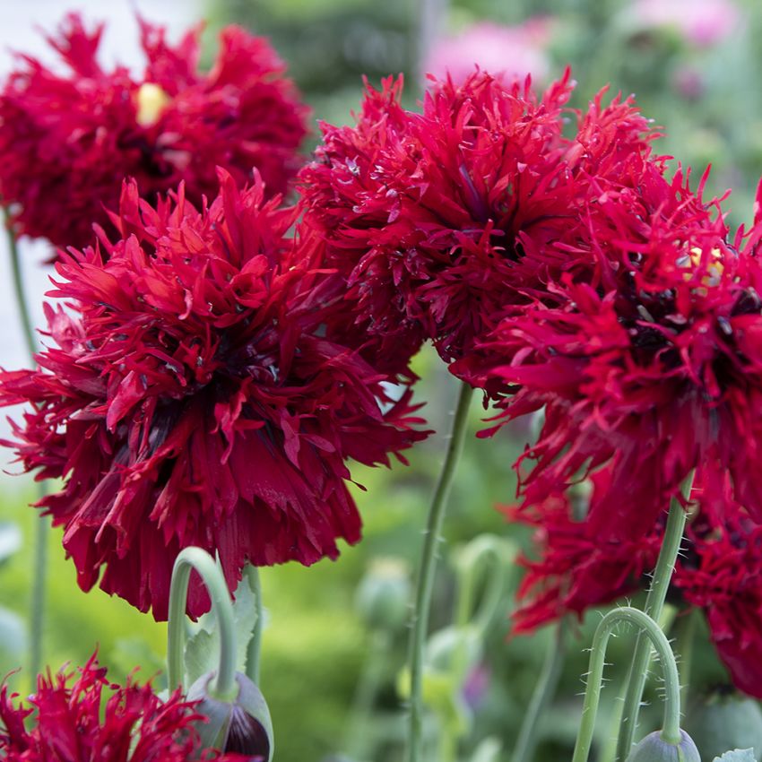 Valmue 'Crimson Feathers' i gruppen Frø / Ettårige blomster hos Impecta Fröhandel (28421)