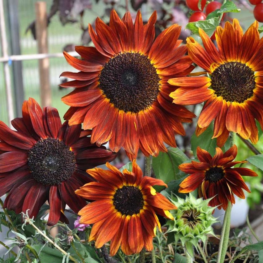 Rød solsikke F1 'Claret' i gruppen Frø / Ettårige blomster hos Impecta Fröhandel (28424)