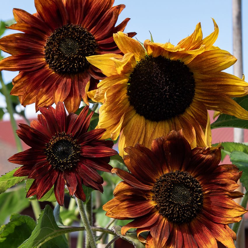Rød solsikke 'Red Sun' i gruppen Frø / Ettårige blomster hos Impecta Fröhandel (28425)