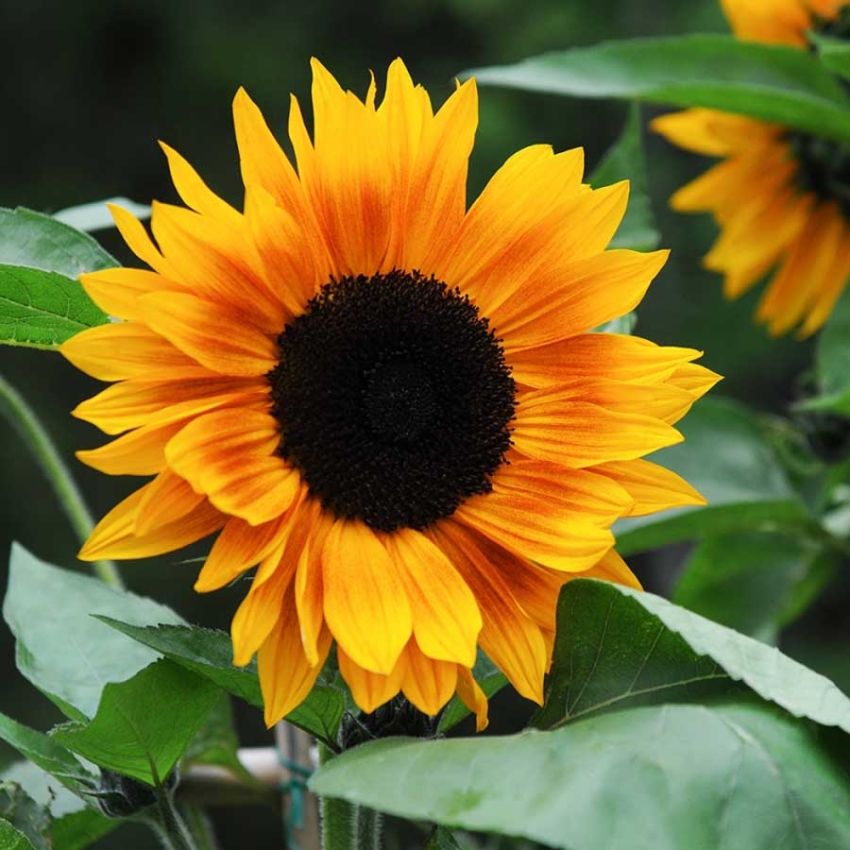 Solsikke F1 'Copper Queen' i gruppen Frø / Ettårige blomster hos Impecta Fröhandel (28426)