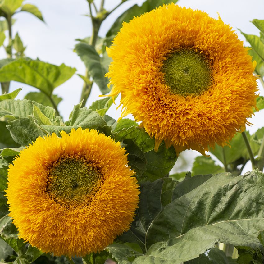 Fylt solsikke 'Orange Sun' i gruppen Frø / Ettårige blomster hos Impecta Fröhandel (28429)