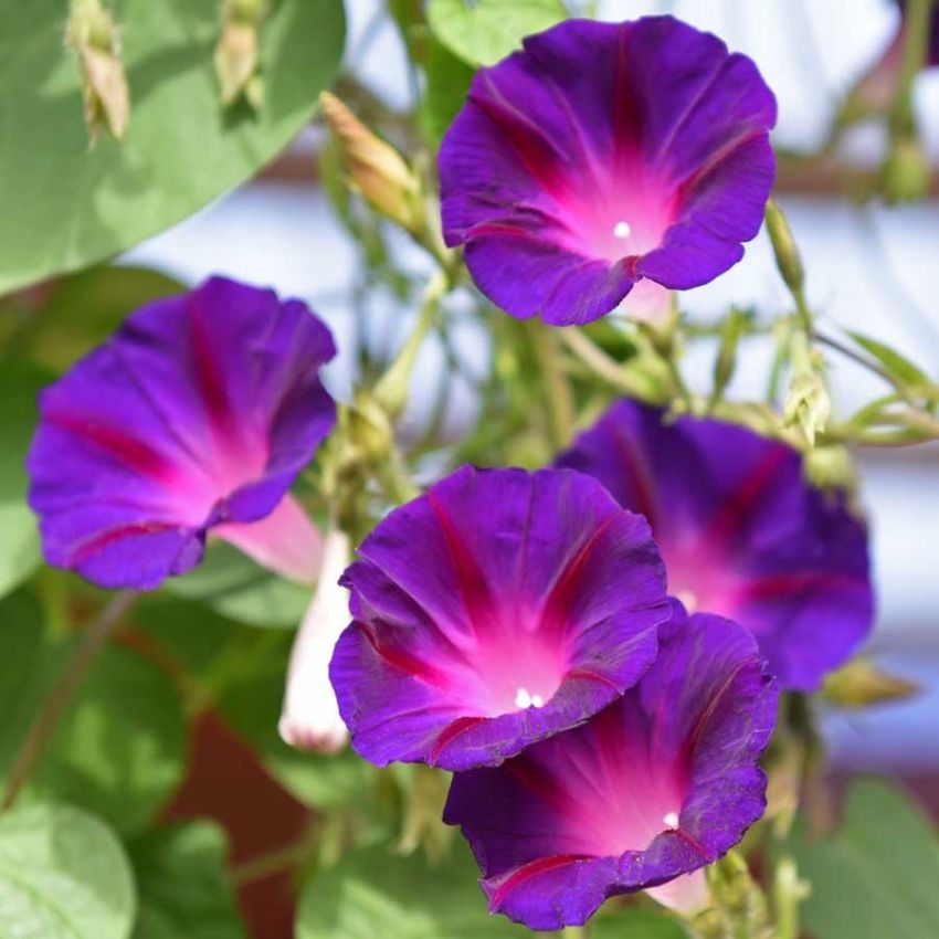 Purpurpraktvindel 'Knowlian's Black' i gruppen Frø / Ettårige blomster hos Impecta Fröhandel (28451)