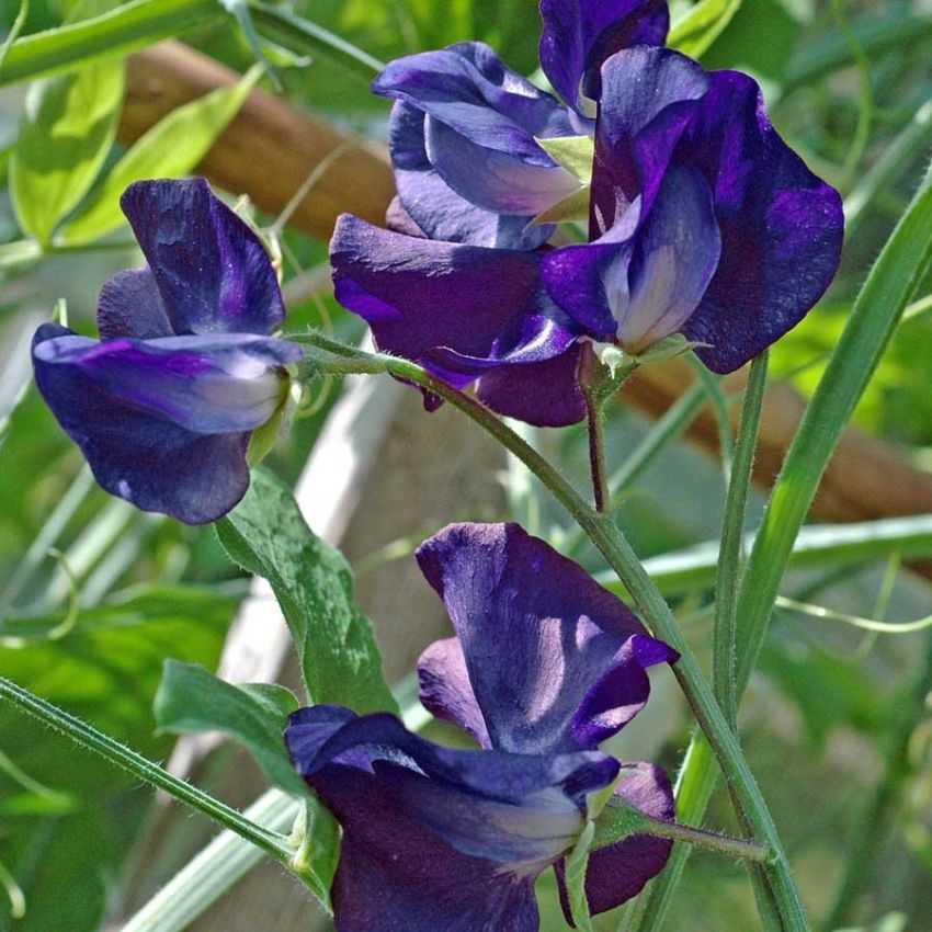 Blomsterert 'Royal Navy Dark Blue' i gruppen Frø / Ettårige blomster hos Impecta Fröhandel (28474)