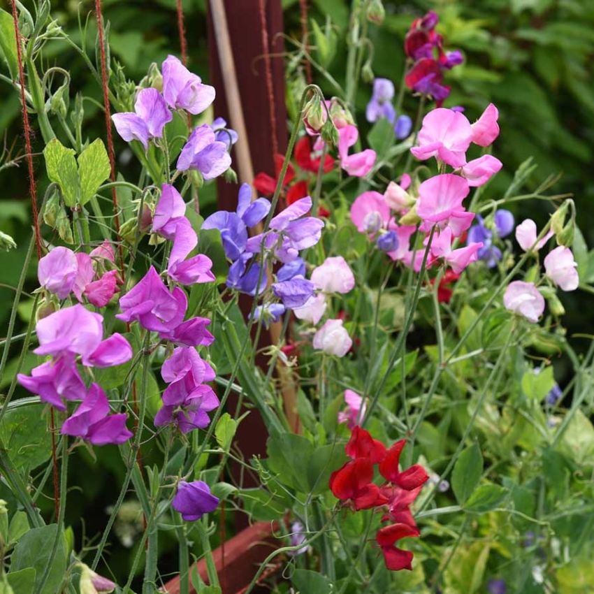 Blomsterert 'Mammoth' i gruppen Frø / Ettårige blomster hos Impecta Fröhandel (28475)