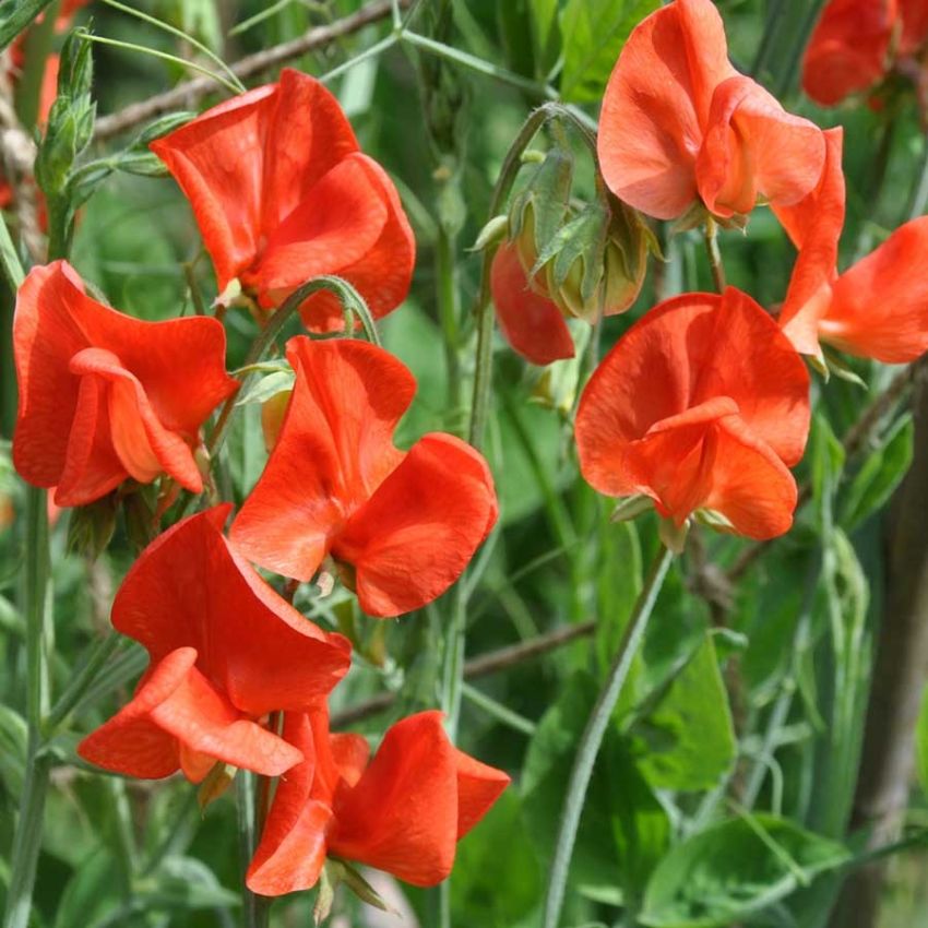 Blomsterert 'Old Spice Henry Eckford' i gruppen Frø / Ettårige blomster hos Impecta Fröhandel (28478)