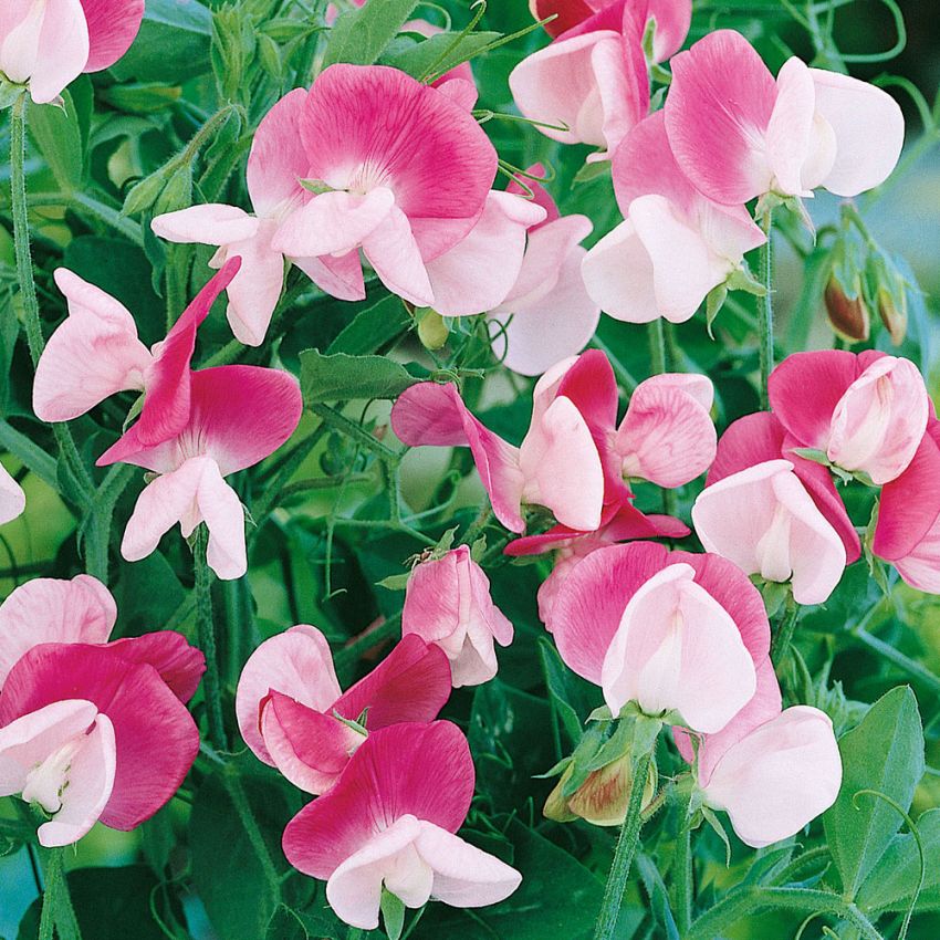 Dvergblomsterert 'Cupid Pink' i gruppen Frø / Ettårige blomster hos Impecta Fröhandel (28482)
