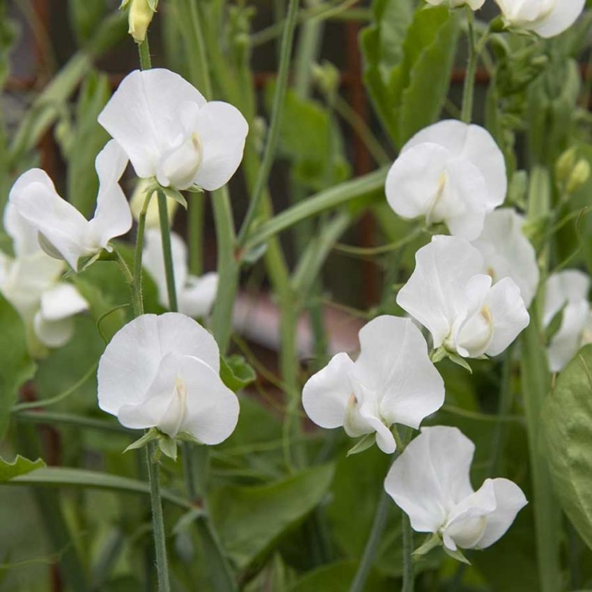 Blomsterert 'Spencer Swan Lake' i gruppen Frø / Ettårige blomster hos Impecta Fröhandel (28484)