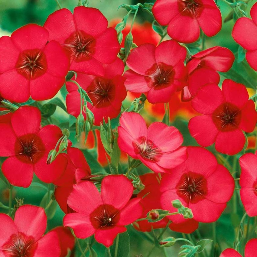Rødlin 'Rubrum' i gruppen Frø / Ettårige blomster hos Impecta Fröhandel (28500)