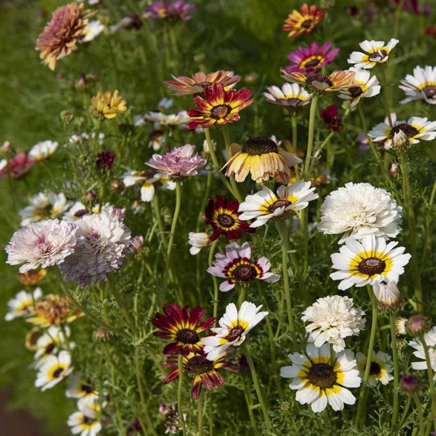 Ringkrage 'Dunetti' i gruppen Frø / Ettårige blomster hos Impecta Fröhandel (28501)