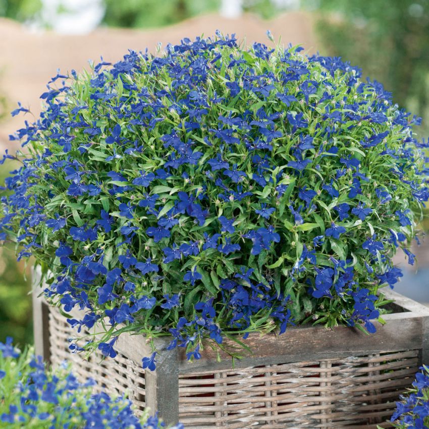 Kantlobelia 'Kejsar Wilhelm' i gruppen Frø / Ettårige blomster hos Impecta Fröhandel (28510)