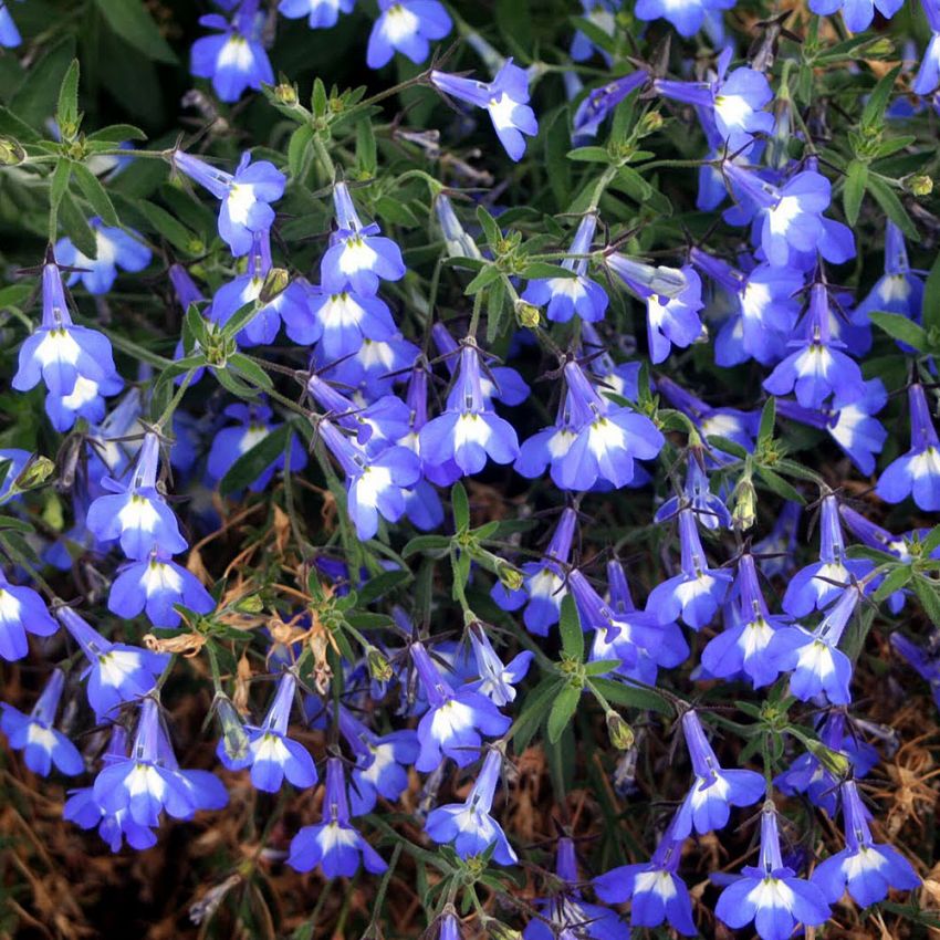 Kantlobelia 'Mrs. Clibran' i gruppen Frø / Ettårige blomster hos Impecta Fröhandel (28512)