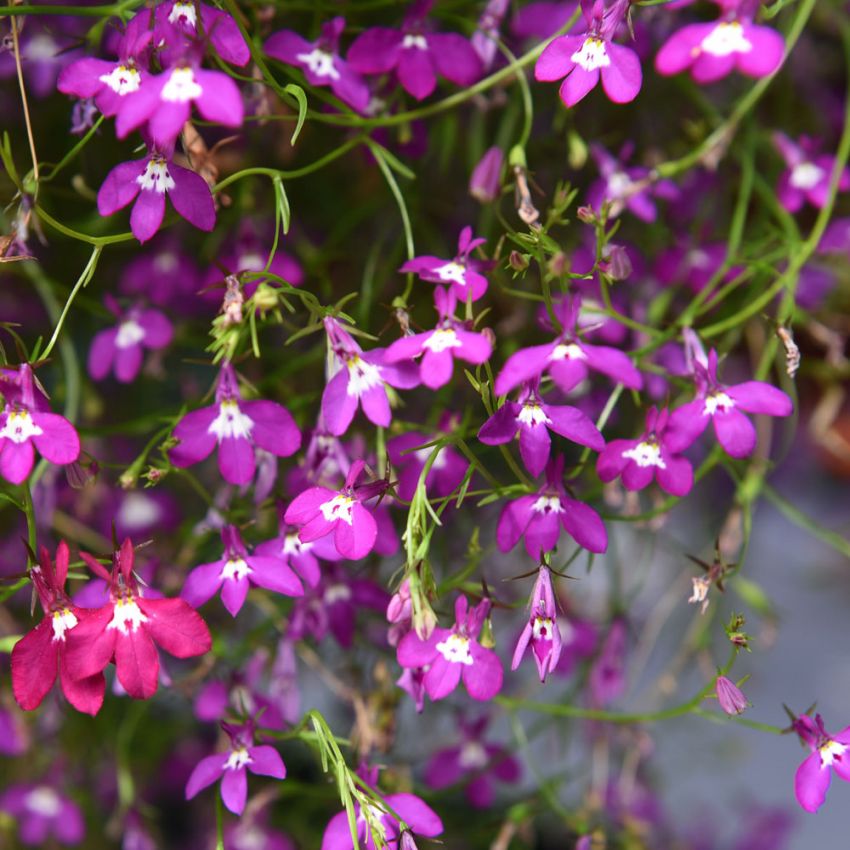 Hengelobelia 'Cascade Red' i gruppen Frø / Ettårige blomster hos Impecta Fröhandel (28521)