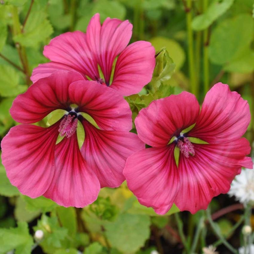 Sommerstokkrose 'Vulcan' i gruppen Frø / Ettårige blomster hos Impecta Fröhandel (28541)