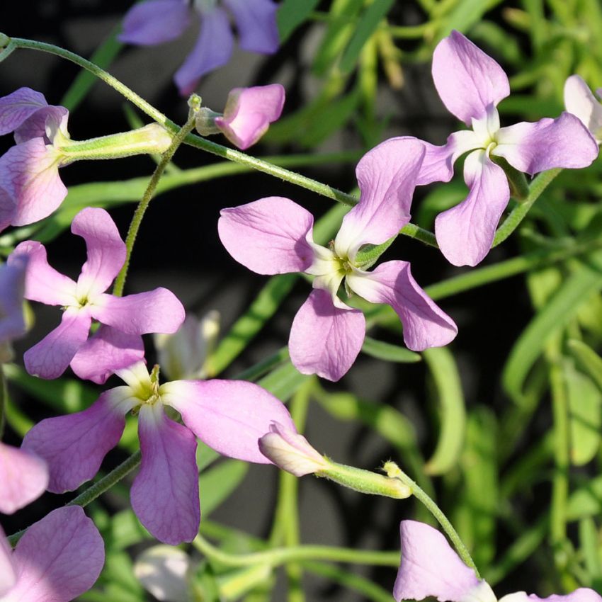 Hornlevkøy i gruppen Frø / Ettårige blomster hos Impecta Fröhandel (28560)