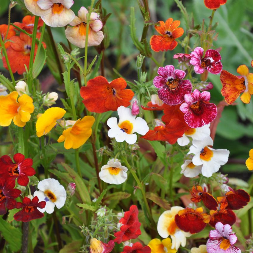 Nemesia 'Carnival' i gruppen Frø / Ettårige blomster hos Impecta Fröhandel (28587)