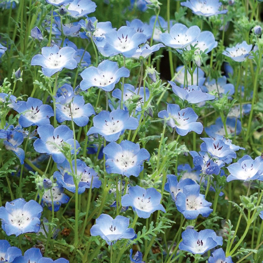 Øyeblomst i gruppen Frø / Ettårige blomster hos Impecta Fröhandel (28590)