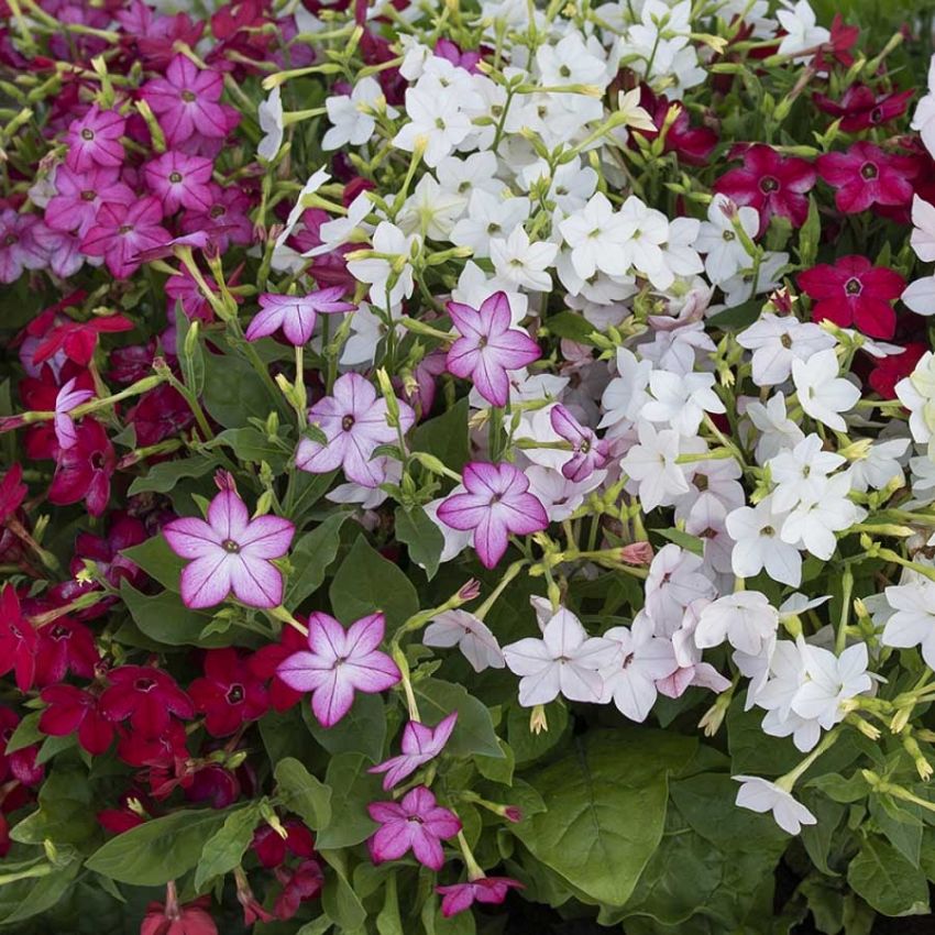 Prydtobakk F1 'Saratoga' i gruppen Frø / Ettårige blomster hos Impecta Fröhandel (28612)