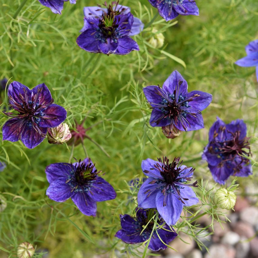 Spansk svartfrø 'Midnight' i gruppen Frø / Ettårige blomster hos Impecta Fröhandel (28613)