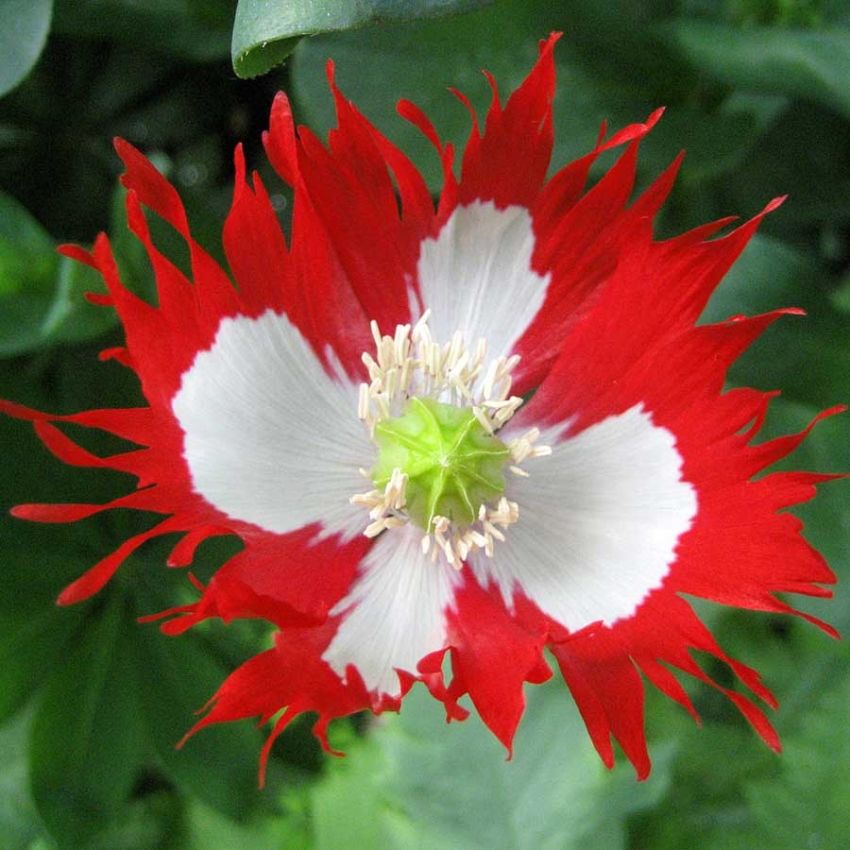 Valmue 'Danebrog' i gruppen Frø / Ettårige blomster hos Impecta Fröhandel (28619)