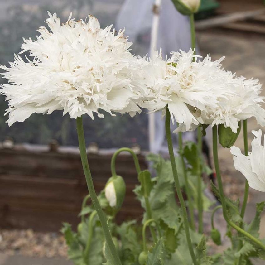 Valmue 'Swansdown' i gruppen Frø / Ettårige blomster hos Impecta Fröhandel (28620)