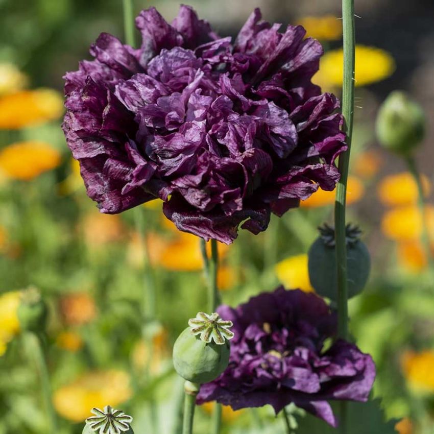 Peonvalmue 'Black Dragon' i gruppen Frø / Ettårige blomster hos Impecta Fröhandel (28622)