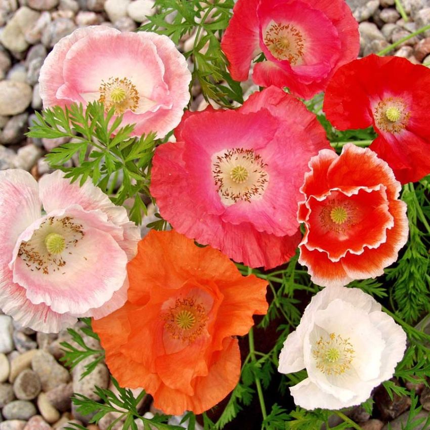 Kornvalmue 'Shirley Single' i gruppen Frø / Ettårige blomster hos Impecta Fröhandel (28624)