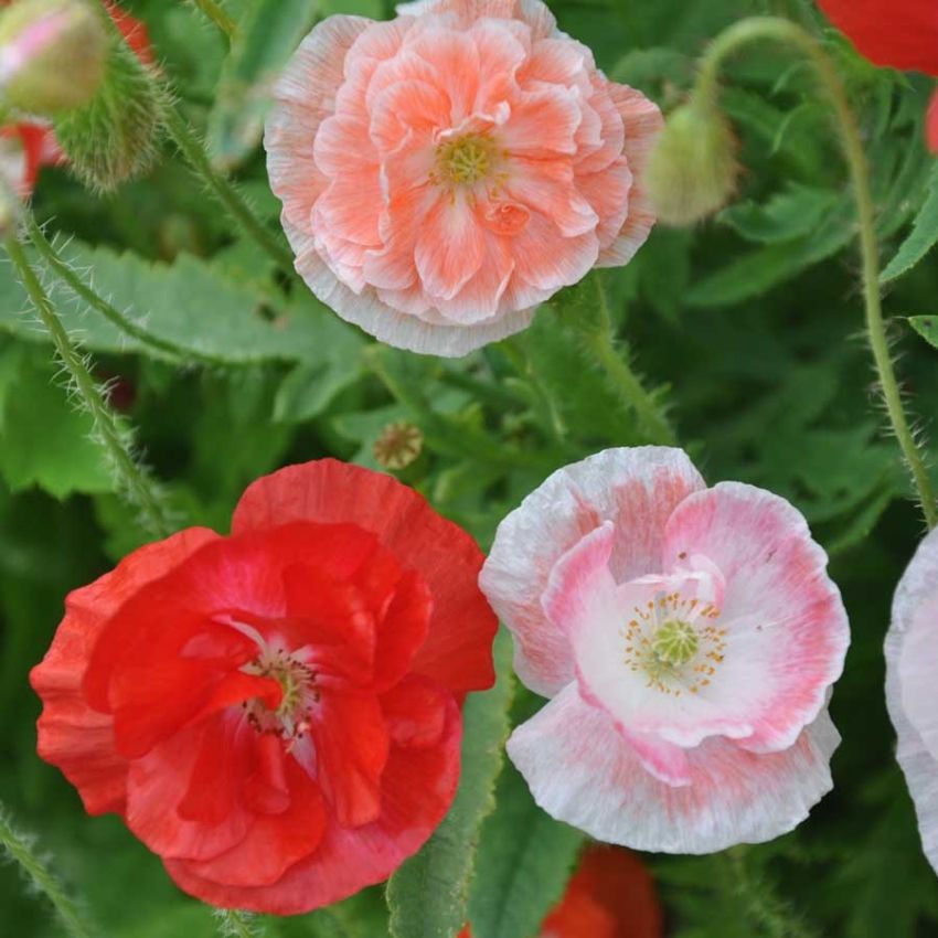 Kornvalmue 'Shirley Double' i gruppen Frø / Ettårige blomster hos Impecta Fröhandel (28625)