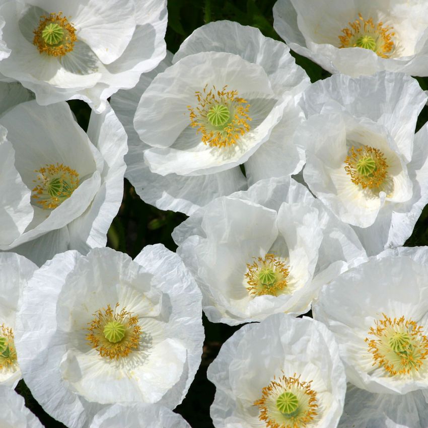 Kornvalmue 'Bridal Silk' i gruppen Frø / Ettårige blomster hos Impecta Fröhandel (28626)