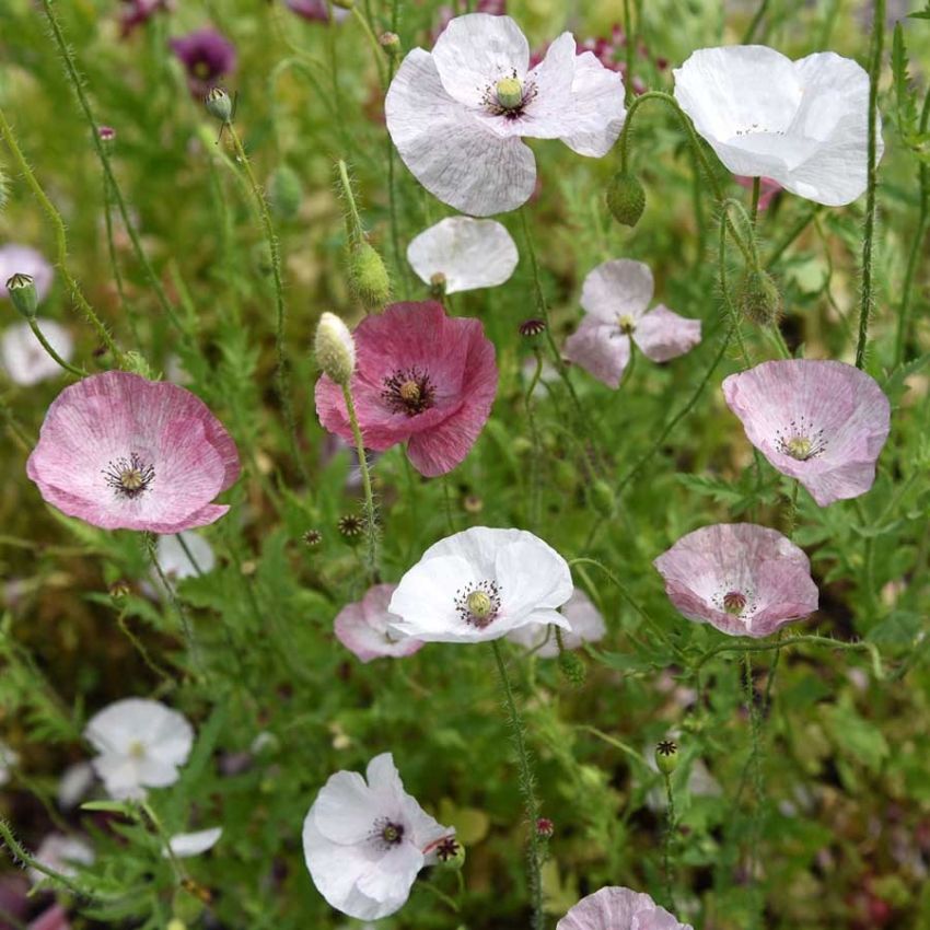 Kornvalmue 'Mother Of Pearl' i gruppen Frø / Ettårige blomster hos Impecta Fröhandel (28627)