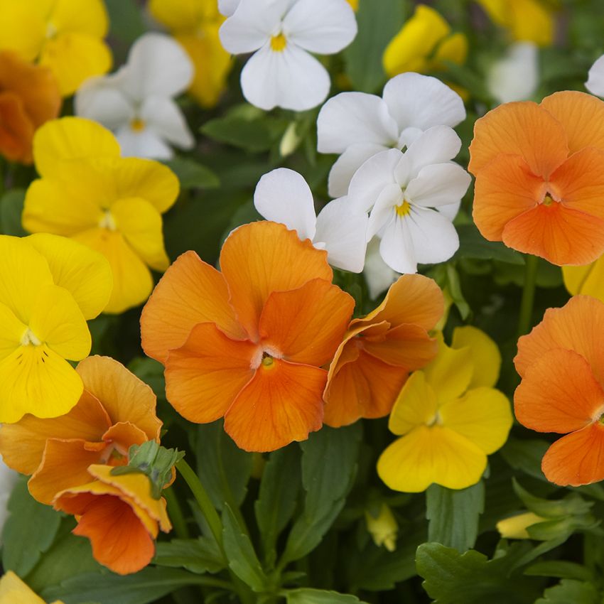 Hagefiol F1 'Sorbet XP Citrus' i gruppen Frø / Ettårige blomster hos Impecta Fröhandel (28628)