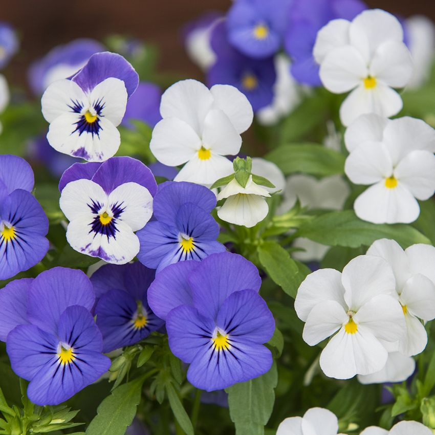 Hagefiol F1 'Sorbet XP Blueberry Sundae' i gruppen Frø / Ettårige blomster hos Impecta Fröhandel (28629)