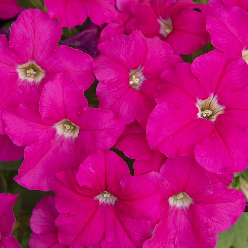Petunia F1 'Eagle Pink' i gruppen Frø / Ettårige blomster hos Impecta Fröhandel (28637)