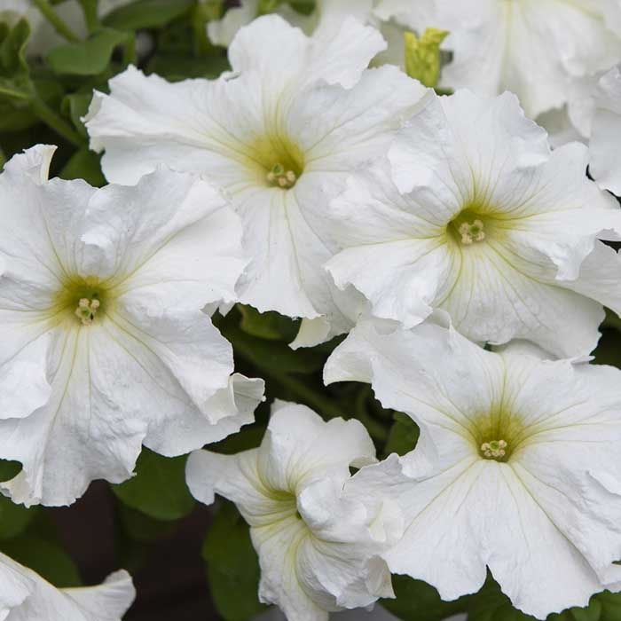 Petunia F1 'Eagle White' i gruppen Frø / Ettårige blomster hos Impecta Fröhandel (28639)