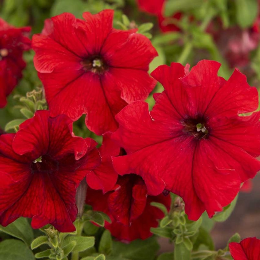 Petunia F1 'Eagle Red' i gruppen Frø / Ettårige blomster hos Impecta Fröhandel (28640)