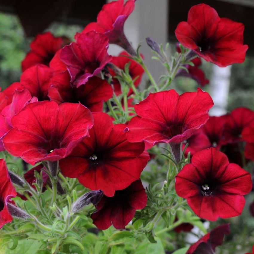 Hengepetunia F1 'Easy Wave Red Velour' i gruppen Frø / Ettårige blomster hos Impecta Fröhandel (28642)