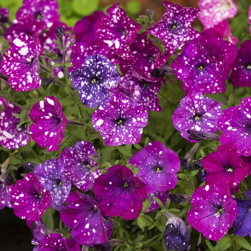 Petunia F1 'Dot Star Dark Violet' i gruppen Frø / Ettårige blomster hos Impecta Fröhandel (28644)