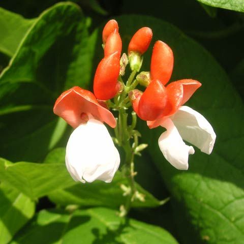 Prydbønne 'Painted Lady' i gruppen Frø / Ettårige blomster hos Impecta Fröhandel (28660)