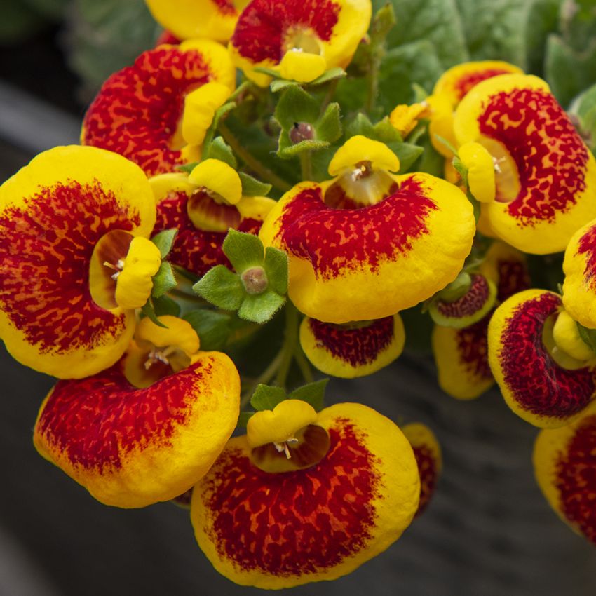 Tøffelblomst F1 'Dainty Red Yellow' i gruppen Frø / Ettårige blomster hos Impecta Fröhandel (28680)