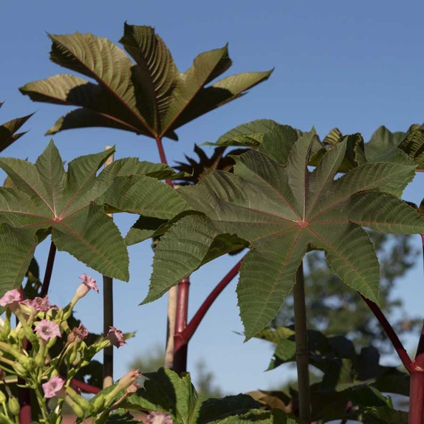 Oljeplante 'Zanzibarensis' i gruppen Frø / Ettårige blomster hos Impecta Fröhandel (28692)