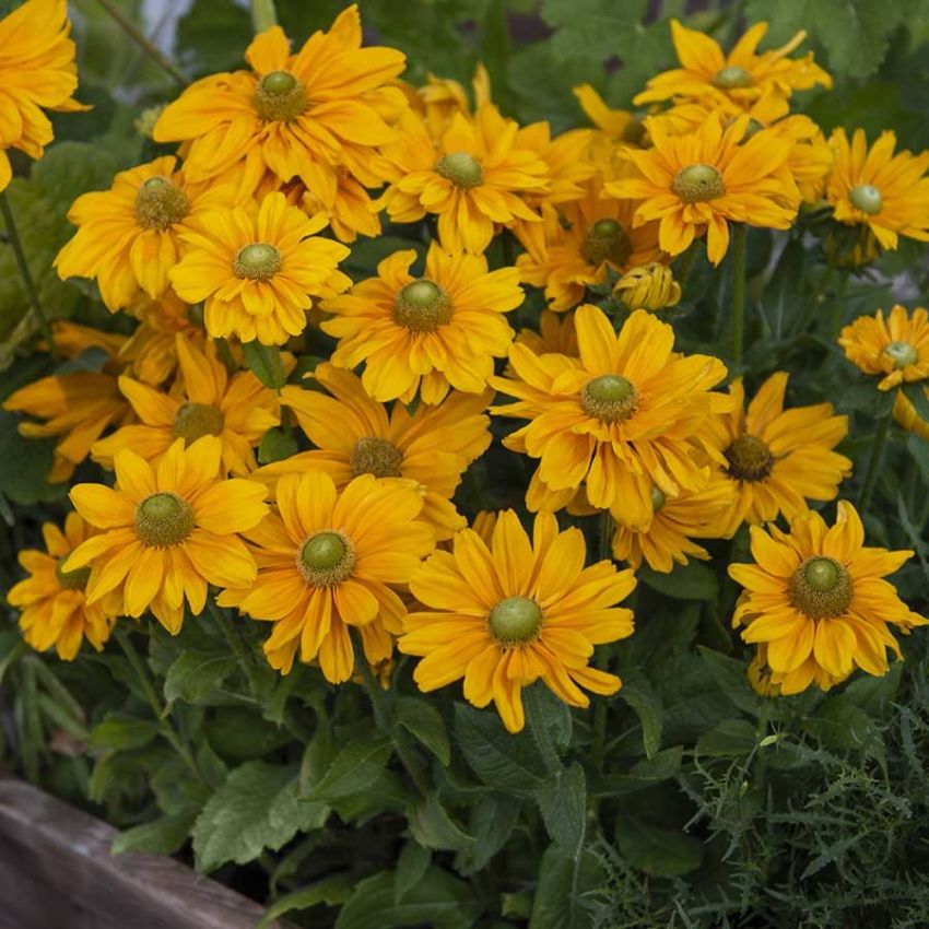Sommersolhatt 'Amarillo Gold' i gruppen Frø / Ettårige blomster hos Impecta Fröhandel (28695)