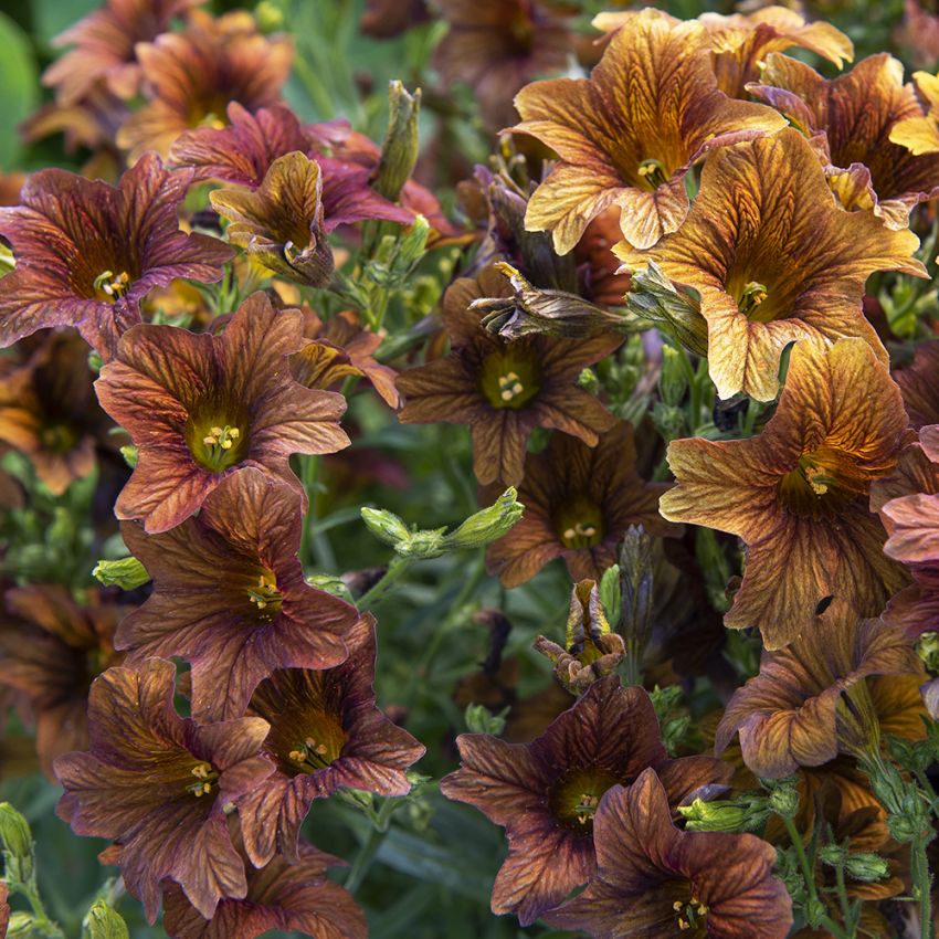 Trompetblomst 'Cafe au Lait' i gruppen Frø / Ettårige blomster hos Impecta Fröhandel (28704)