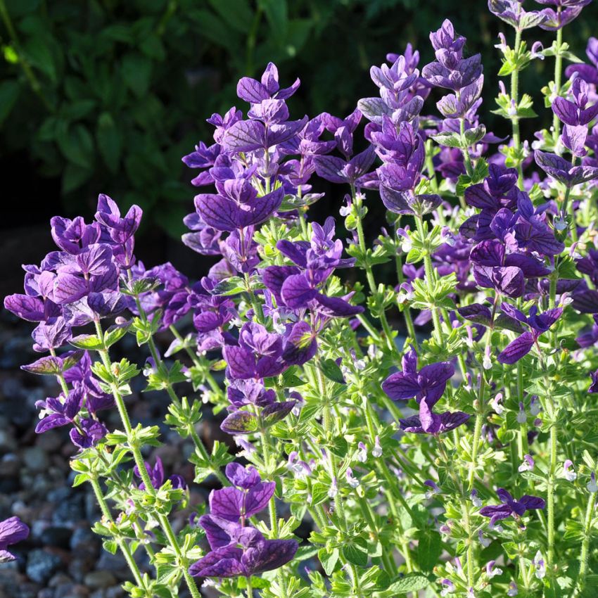 Dusksalvie 'Blue Monday' i gruppen Frø / Ettårige blomster hos Impecta Fröhandel (28707)