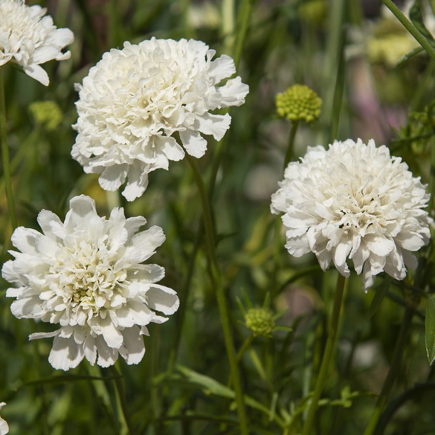 Bakkeknapp 'Snowmaiden' i gruppen Frø / Ettårige blomster hos Impecta Fröhandel (28722)