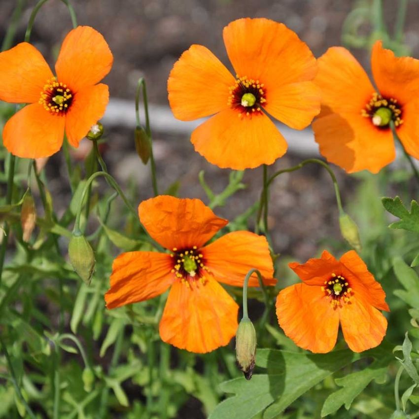 Vindvalmue 'Copper Queen' i gruppen Frø / Ettårige blomster hos Impecta Fröhandel (28739)